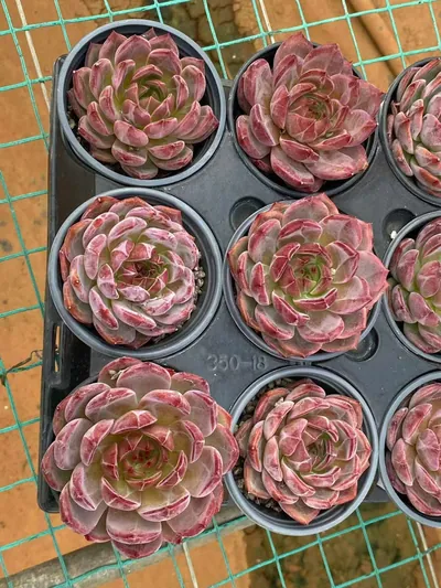 Echeveria Daredevil (夜魔侠) succulent — wholesale bare-root export from Yunnan, China (4 of 5)