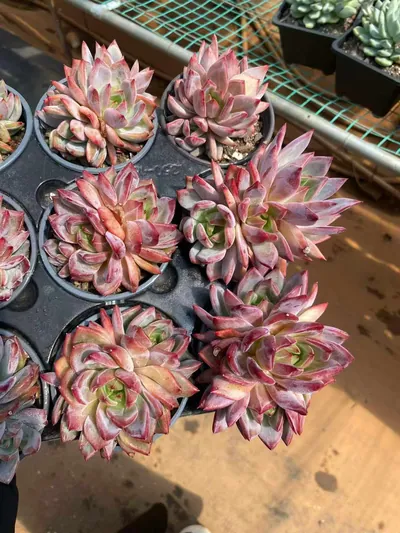 Echeveria Daredevil Cluster (夜魔侠群) succulent — wholesale bare-root export from Yunnan, China (2 of 4)