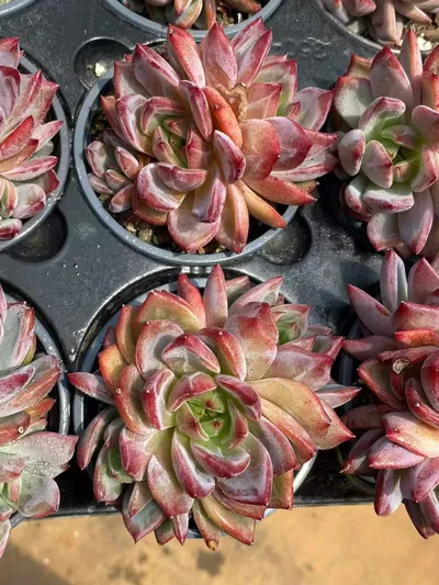Echeveria Daredevil Cluster (夜魔侠群) succulent — wholesale bare-root export from Yunnan, China (3 of 4)