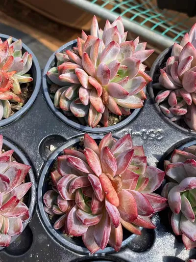Echeveria Daredevil Cluster (夜魔侠群) succulent — wholesale bare-root export from Yunnan, China (4 of 4)