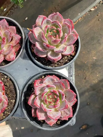 Echeveria Daredevil Single (夜魔侠单头) succulent — wholesale bare-root export from Yunnan, China (3 of 4)