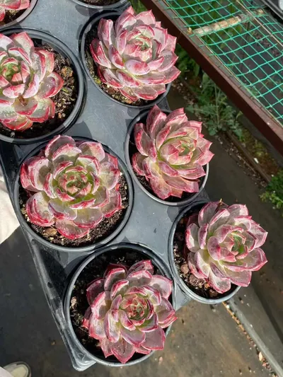 Echeveria Daredevil Single (夜魔侠单头) succulent — wholesale bare-root export from Yunnan, China (4 of 4)