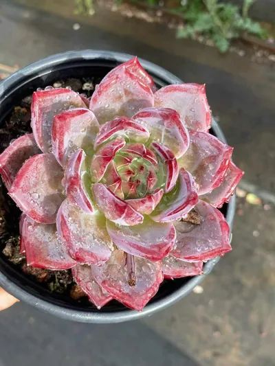 Echeveria Daredevil Single (夜魔侠单头) succulent — wholesale bare-root export from Yunnan, China (2 of 4)