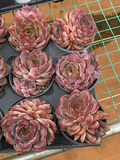 Echeveria Daredevil Single w/ Offsets (夜魔侠单头带惠) succulent — wholesale bare-root export from Yunnan, China (4 of 5)