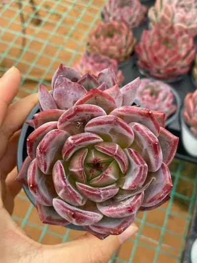 Echeveria Daredevil Single w/ Offsets (夜魔侠单头带惠) succulent — wholesale bare-root export from Yunnan, China (2 of 5)