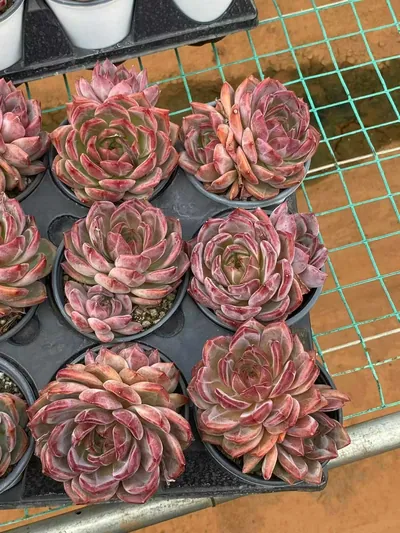 Echeveria Daredevil Single w/ Offsets (夜魔侠单头带惠) succulent — wholesale bare-root export from Yunnan, China (3 of 5)