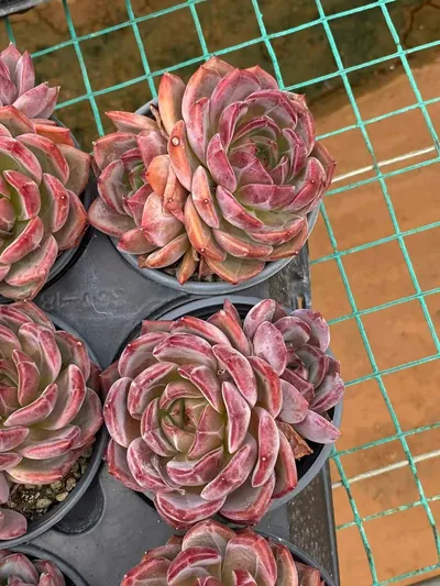 Echeveria Daredevil Single w/ Offsets (夜魔侠单头带惠) succulent — wholesale bare-root export from Yunnan, China (5 of 5)