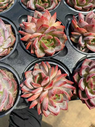 Echeveria Daredevil Twin-head (夜魔侠双头) succulent — wholesale bare-root export from Yunnan, China (4 of 6)