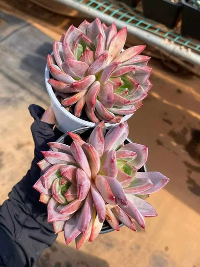 Echeveria Daredevil Twin-head (夜魔侠双头) succulent — wholesale bare-root export from Yunnan, China (2 of 6)