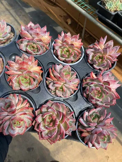 Echeveria Daredevil Twin-head (夜魔侠双头) succulent — wholesale bare-root export from Yunnan, China (6 of 6)