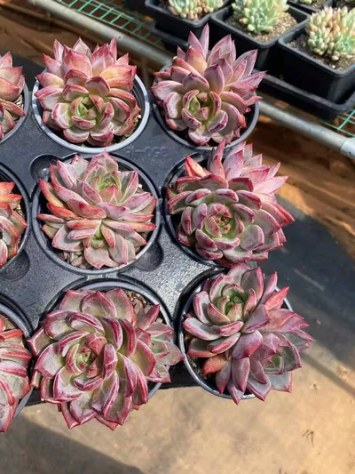 Echeveria Daredevil Twin-head (夜魔侠双头) succulent — wholesale bare-root export from Yunnan, China (3 of 6)