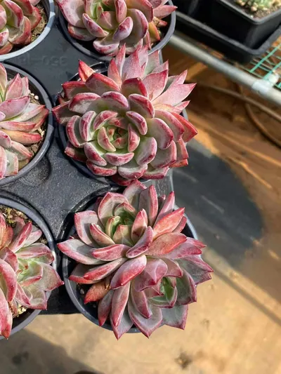 Echeveria Daredevil Twin-head (夜魔侠双头) succulent — wholesale bare-root export from Yunnan, China (5 of 6)