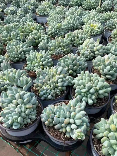 Echeveria Dark Frost Cluster (玄霜群) succulent — wholesale bare-root export from Yunnan, China (6 of 6)