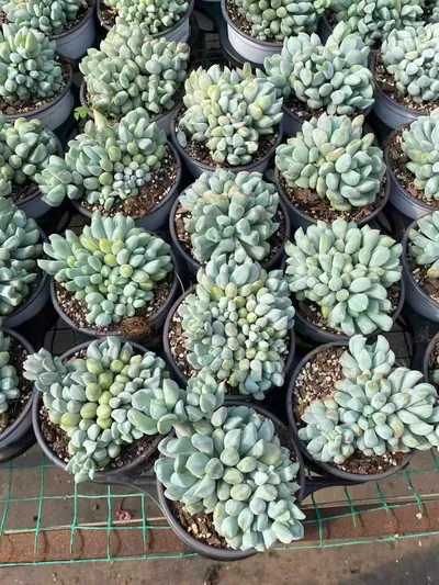 Echeveria Dark Frost Cluster (玄霜群) succulent — wholesale bare-root export from Yunnan, China (3 of 6)