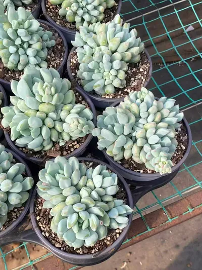 Echeveria Dark Frost Cluster (玄霜群) succulent — wholesale bare-root export from Yunnan, China (4 of 6)