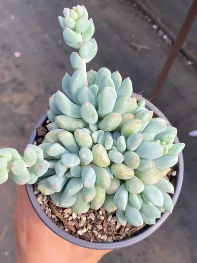 Echeveria Dark Frost Cluster (玄霜群) succulent — wholesale bare-root export from Yunnan, China (5 of 6)