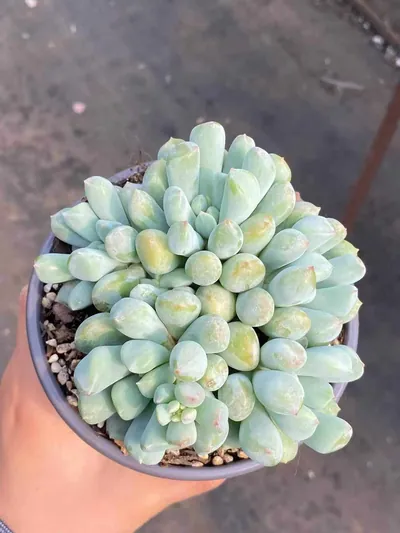 Echeveria Dark Frost Cluster (玄霜群) succulent — wholesale bare-root export from Yunnan, China (2 of 6)