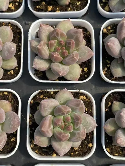 Echeveria Dark-veined Crystal Ball (暗纹水晶球) succulent — wholesale bare-root export from Yunnan, China (2 of 4)
