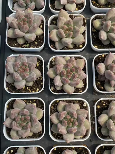 Echeveria Dark-veined Crystal Ball (暗纹水晶球) succulent — wholesale bare-root export from Yunnan, China (3 of 4)