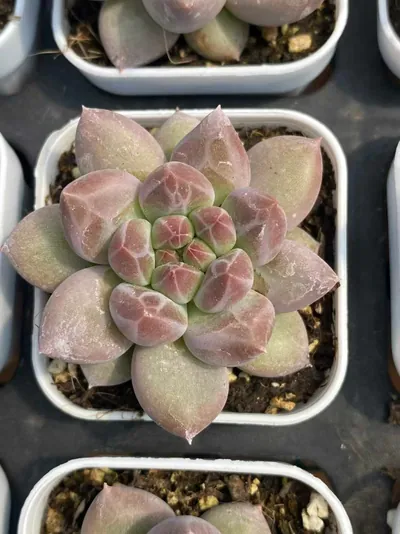 Echeveria Dark-veined Crystal Ball succulent — wholesale export from Yunnan, China