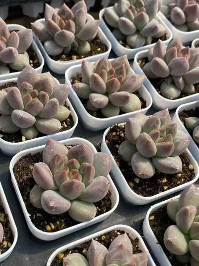 Echeveria Dark-veined Crystal Ball (暗纹水晶球) succulent — wholesale bare-root export from Yunnan, China (4 of 4)