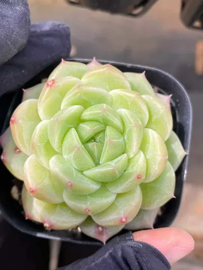 Echeveria Dark-veined Wheat Straw (暗纹麦秆) succulent — wholesale bare-root export from Yunnan, China (3 of 5)