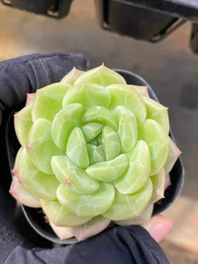 Echeveria Dark-veined Wheat Straw (暗纹麦秆) succulent — wholesale bare-root export from Yunnan, China (4 of 5)