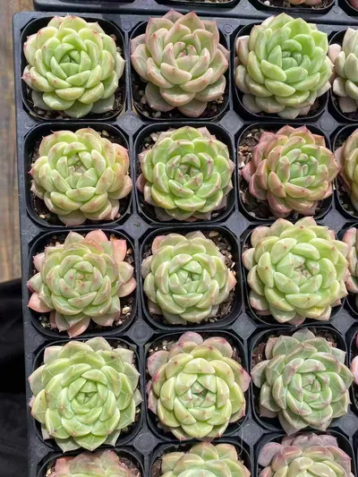 Echeveria Dark-veined Wheat Straw (暗纹麦秆) succulent — wholesale bare-root export from Yunnan, China (5 of 5)