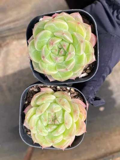 Echeveria Dark-veined Wheat Straw (暗纹麦秆) succulent — wholesale bare-root export from Yunnan, China (2 of 5)
