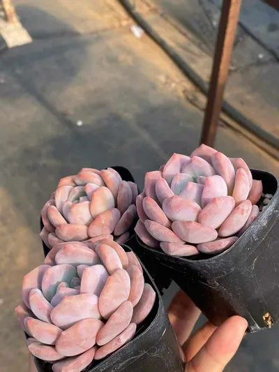 Echeveria Dawn Light (晨曦) succulent — wholesale bare-root export from Yunnan, China (5 of 5)