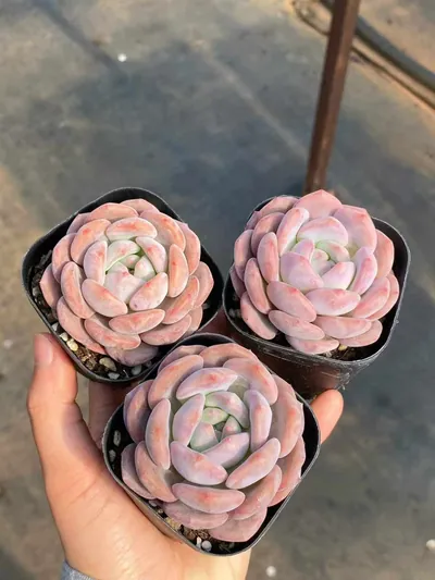 Echeveria Dawn Light (晨曦) succulent — wholesale bare-root export from Yunnan, China (2 of 5)