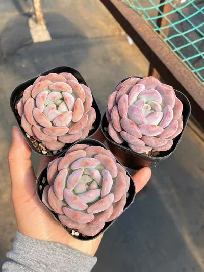 Echeveria Dawn Light (晨曦) succulent — wholesale bare-root export from Yunnan, China (3 of 5)