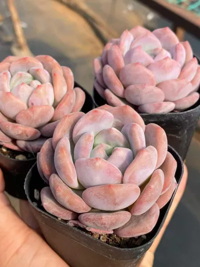 Echeveria Dawn Light (晨曦) succulent — wholesale bare-root export from Yunnan, China (4 of 5)
