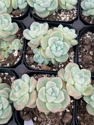 Echeveria Deep Dream Cluster (厚梦群) succulent — wholesale bare-root export from Yunnan, China (3 of 4)