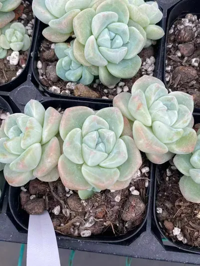 Echeveria Deep Dream Cluster succulent — wholesale export from Yunnan, China