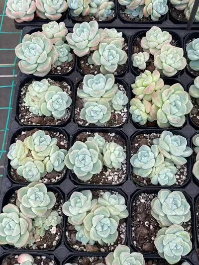 Echeveria Deep Dream Cluster (厚梦群) succulent — wholesale bare-root export from Yunnan, China (4 of 4)