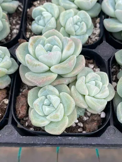 Echeveria Deep Dream Cluster (厚梦群) succulent — wholesale bare-root export from Yunnan, China (2 of 4)