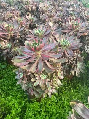 Aeonium Aeonium 'Devil's Eye' Cluster succulent — wholesale export from Yunnan, China