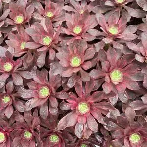 Aeonium Aeonium 'Devil's Eye' Plug Tray succulent — wholesale export from Yunnan, China