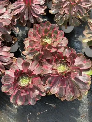 Aeonium Aeonium 'Devil's Eye' Single succulent — wholesale export from Yunnan, China