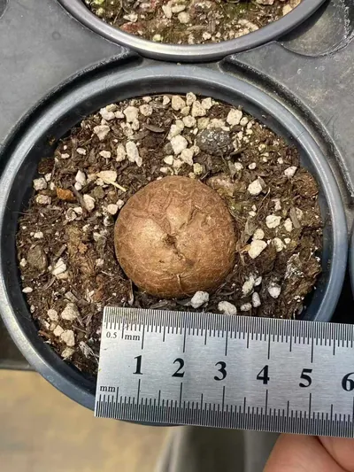 Dioscorea elephantipes (龟甲龙) succulent — wholesale bare-root export from Yunnan, China (2 of 8)