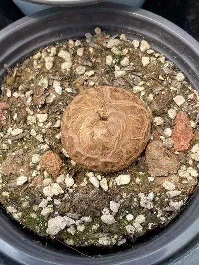 Dioscorea elephantipes (龟甲龙) succulent — wholesale bare-root export from Yunnan, China (4 of 8)