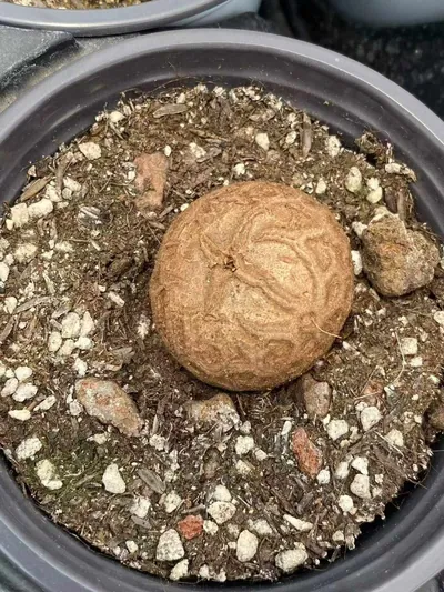 Dioscorea elephantipes (龟甲龙) succulent — wholesale bare-root export from Yunnan, China (5 of 8)