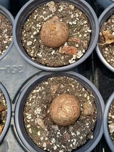 Dioscorea elephantipes (龟甲龙) succulent — wholesale bare-root export from Yunnan, China (8 of 8)