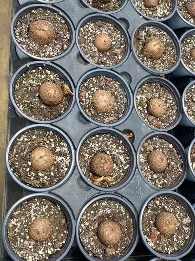 Dioscorea elephantipes (龟甲龙) succulent — wholesale bare-root export from Yunnan, China (7 of 8)