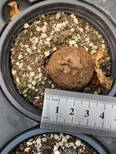 Dioscorea elephantipes (龟甲龙) succulent — wholesale bare-root export from Yunnan, China (6 of 8)