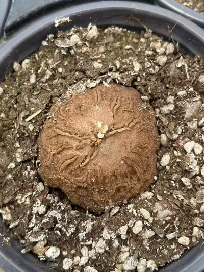 Dioscorea Dioscorea elephantipes succulent — wholesale export from Yunnan, China
