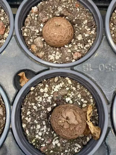 Dioscorea elephantipes (龟甲龙) succulent — wholesale bare-root export from Yunnan, China (3 of 8)