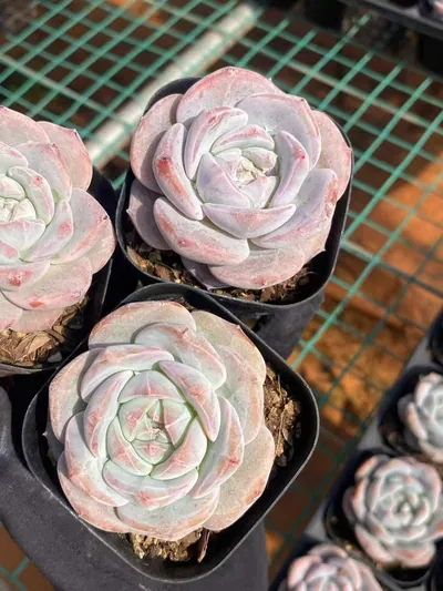 Echeveria Dream Orchid (梦之兰) succulent — wholesale bare-root export from Yunnan, China (3 of 6)
