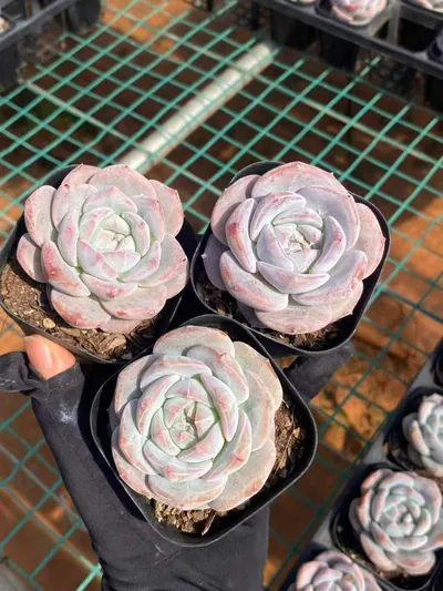 Echeveria Dream Orchid (梦之兰) succulent — wholesale bare-root export from Yunnan, China (4 of 6)